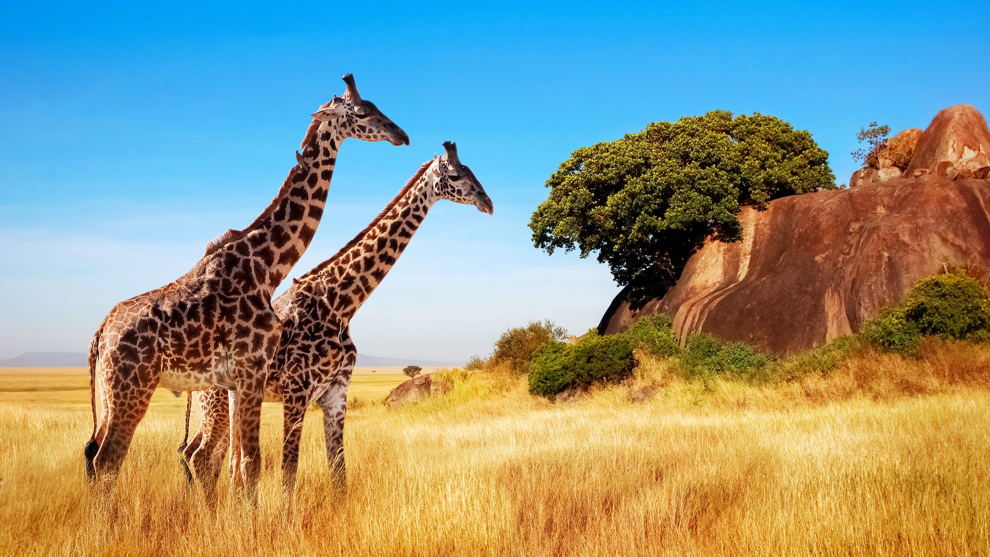 Giraffes beside granite kopjes on the Serengeti plains